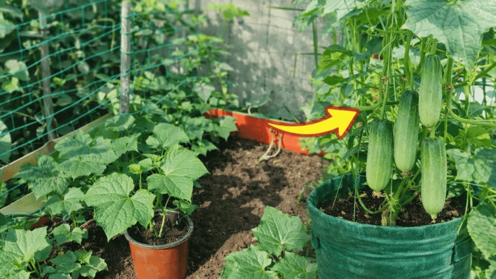 Kitchen Gardening Tips in Hindi 1