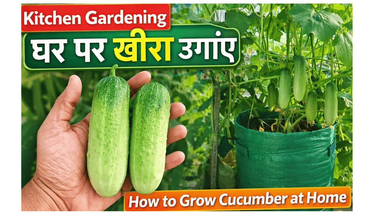 7 Kitchen Gardening Tips in Hindi|How to Grow Cucumber at Home